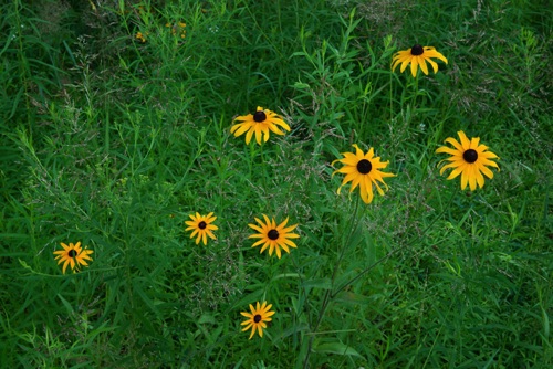 Wildflowers, Delaware Water Gap National Recreation Area (8324 SA).jpg